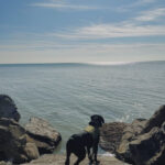 dog swin